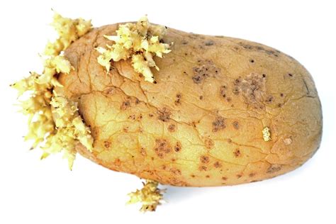 Tuber .